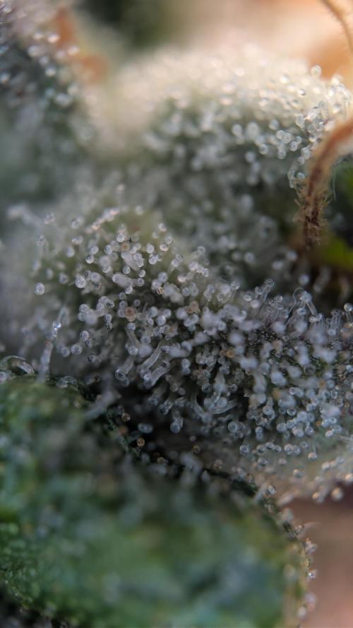 Cup Winning Strains 2026. Week 16