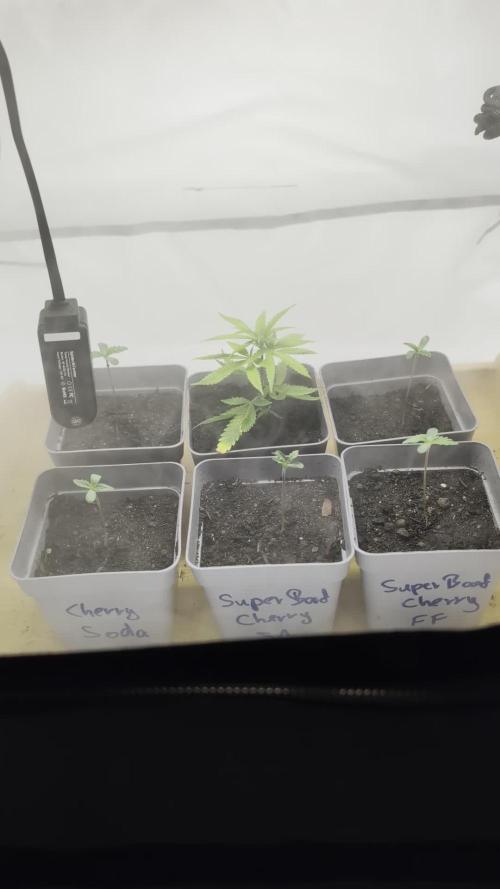 SuperBoofCherry #26 Crosses Good Genetix