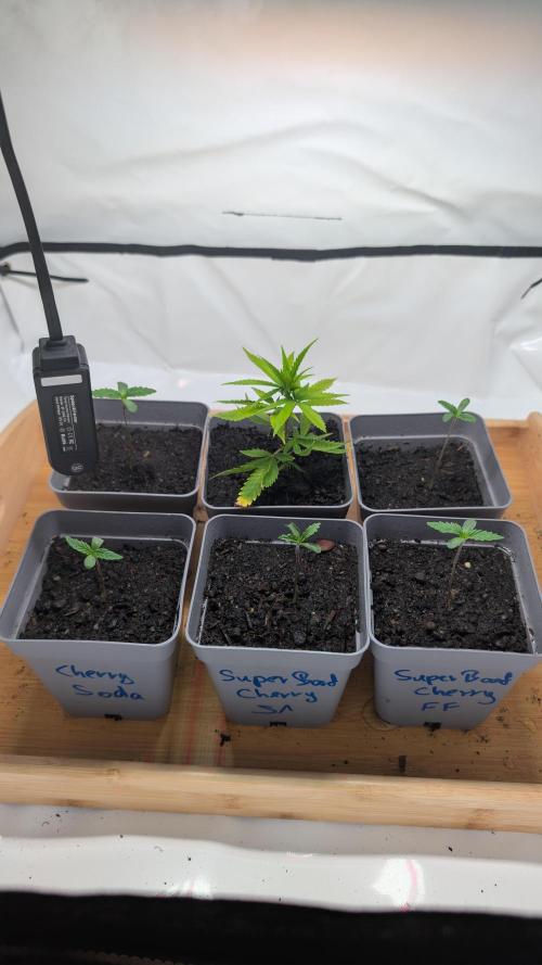 SuperBoofCherry #26 Crosses Good Genetix. Week 1