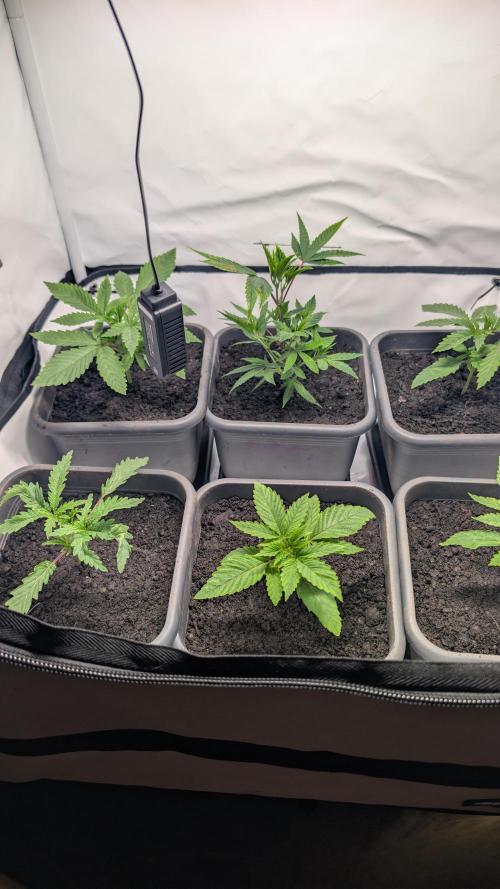 SuperBoofCherry #26 Crosses Good Genetix. Week 2
