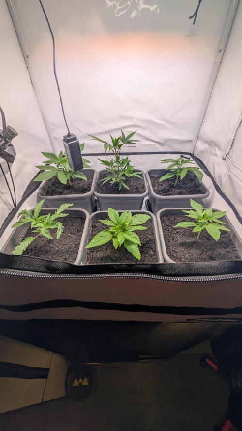 SuperBoofCherry #26 Crosses Good Genetix. Week 2