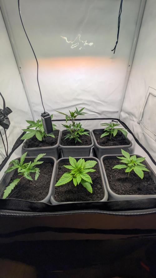 SuperBoofCherry #26 Crosses Good Genetix. Week 2