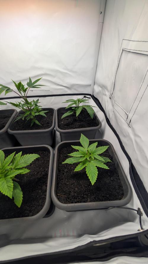 SuperBoofCherry #26 Crosses Good Genetix. Week 2