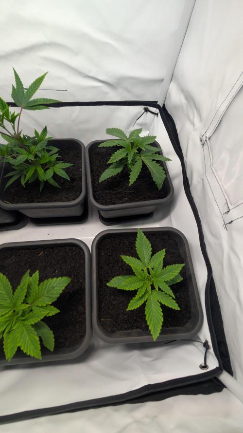 SuperBoofCherry #26 Crosses Good Genetix. Week 2
