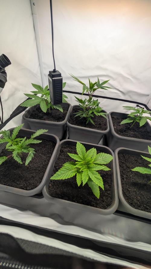 SuperBoofCherry #26 Crosses Good Genetix. Week 2