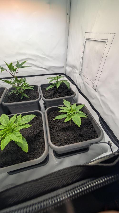 SuperBoofCherry #26 Crosses Good Genetix. Week 2