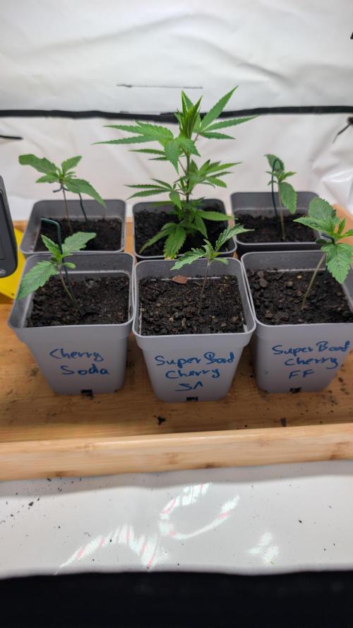SuperBoofCherry #26 Crosses Good Genetix. Week 2
