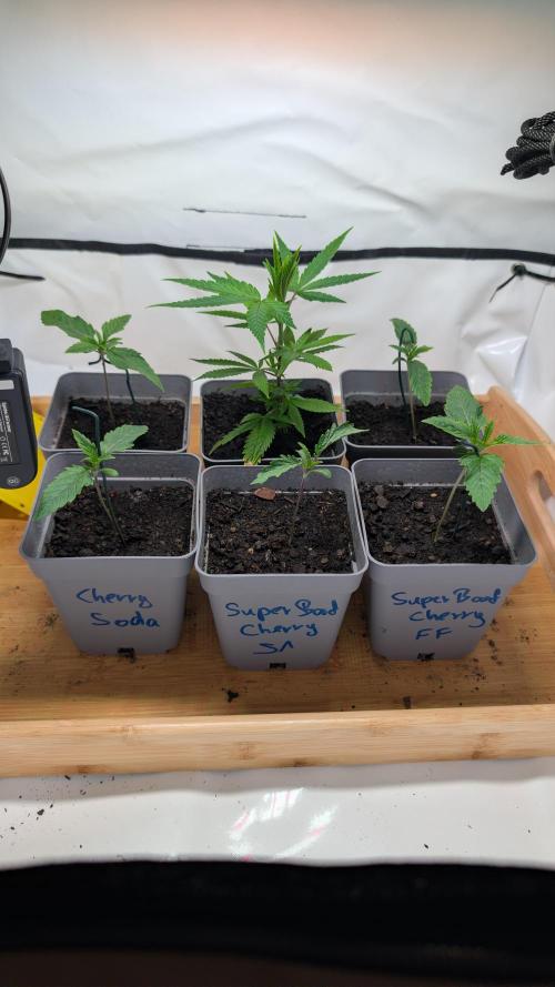 SuperBoofCherry #26 Crosses Good Genetix. Week 2