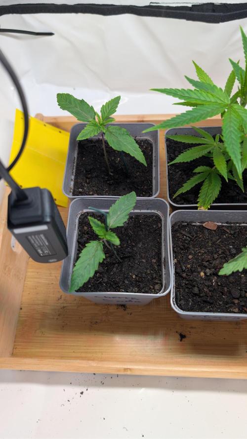 SuperBoofCherry #26 Crosses Good Genetix. Week 2