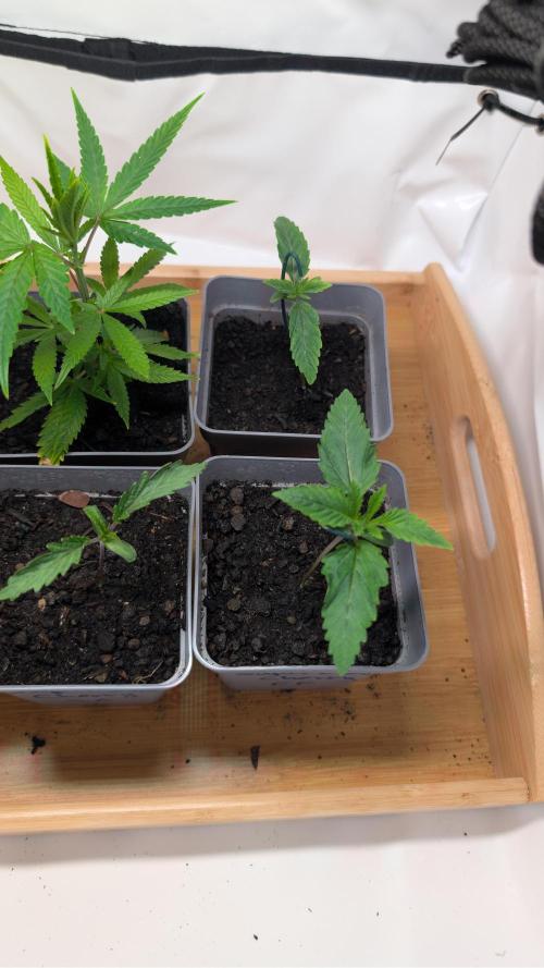 SuperBoofCherry #26 Crosses Good Genetix. Week 2