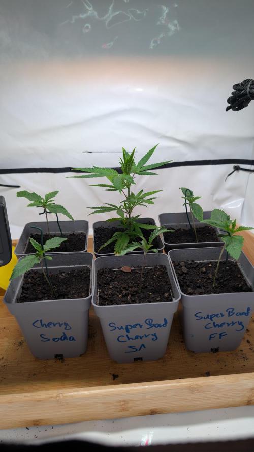 SuperBoofCherry #26 Crosses Good Genetix. Week 2