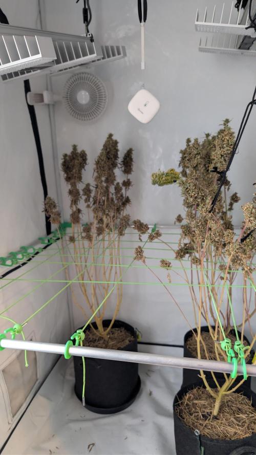 Cup Winning Strains 2026. Week 17