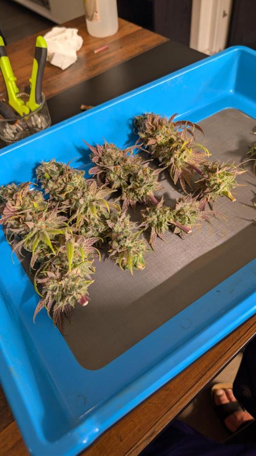 Cup Winning Strains 2026. Week 17