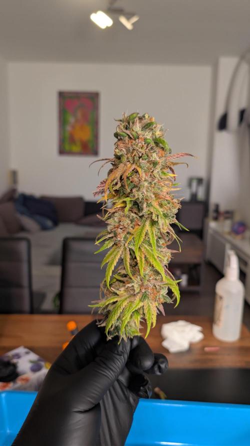 Cup Winning Strains 2026. Week 17