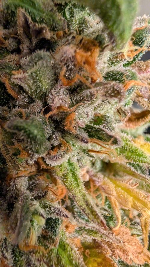 Cup Winning Strains 2026. Week 17