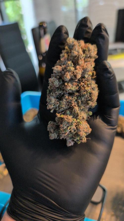 Cup Winning Strains 2026. Week 17
