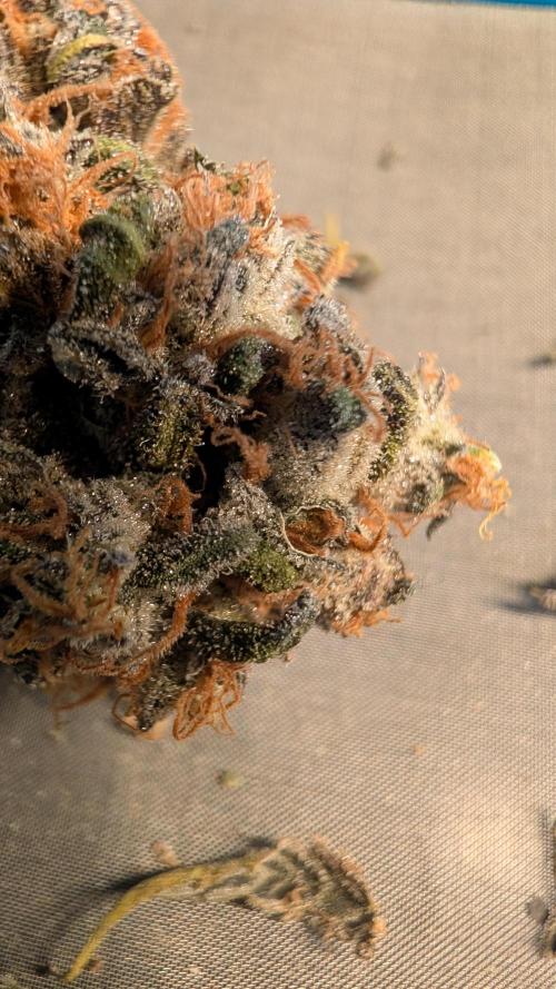 Cup Winning Strains 2026. Week 17