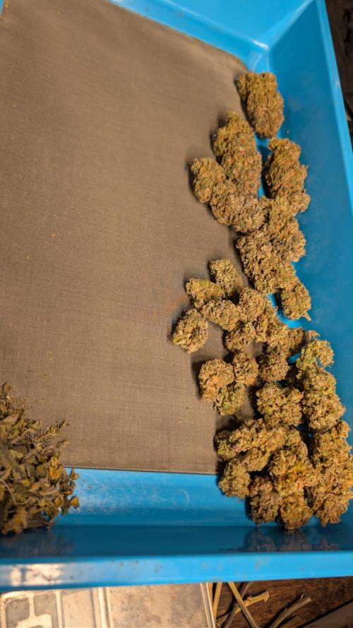 Cup Winning Strains 2026. Week 17