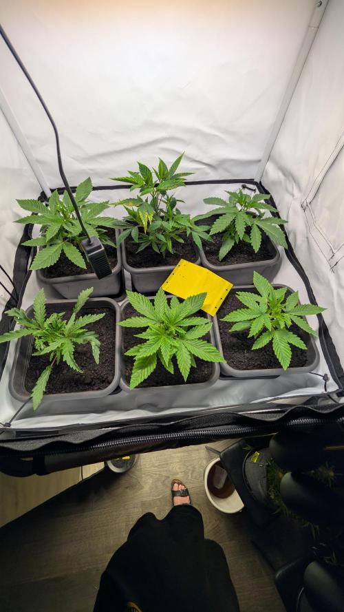 SuperBoofCherry #26 Crosses Good Genetix. Week 3