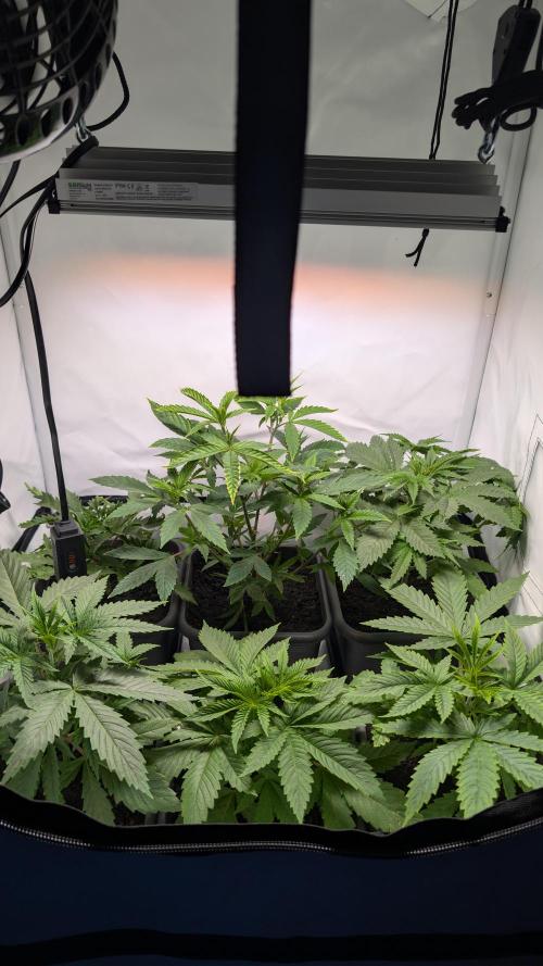 SuperBoofCherry #26 Crosses Good Genetix. Week 3