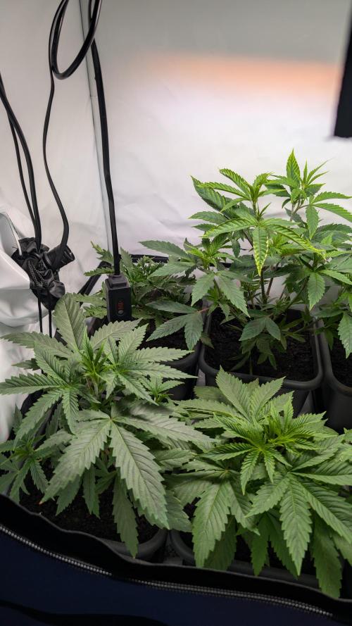 SuperBoofCherry #26 Crosses Good Genetix. Week 3