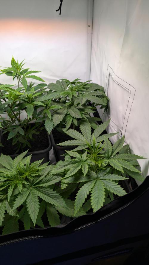 SuperBoofCherry #26 Crosses Good Genetix. Week 3
