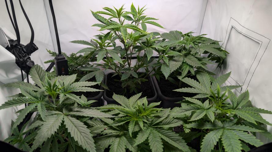 SuperBoofCherry #26 Crosses Good Genetix. Week 3