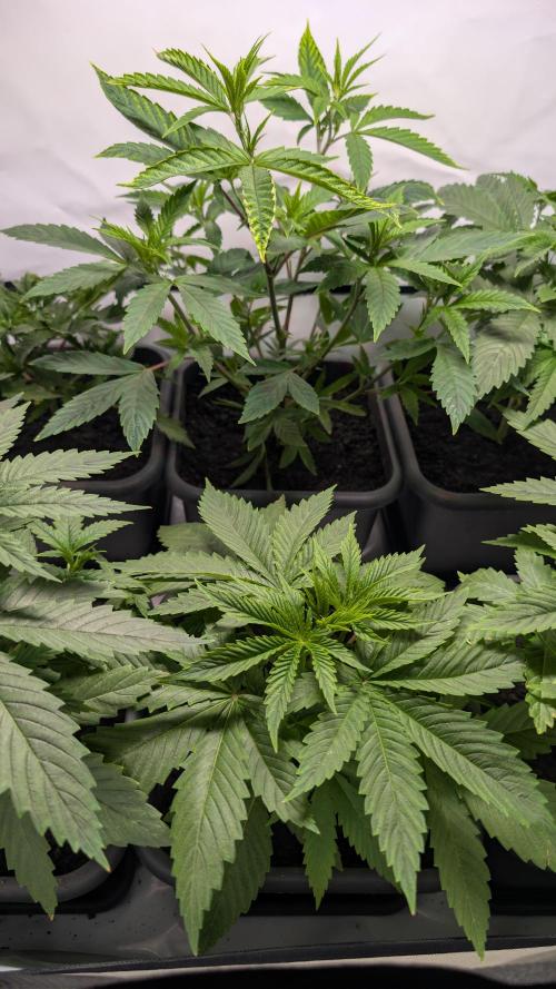 SuperBoofCherry #26 Crosses Good Genetix. Week 3