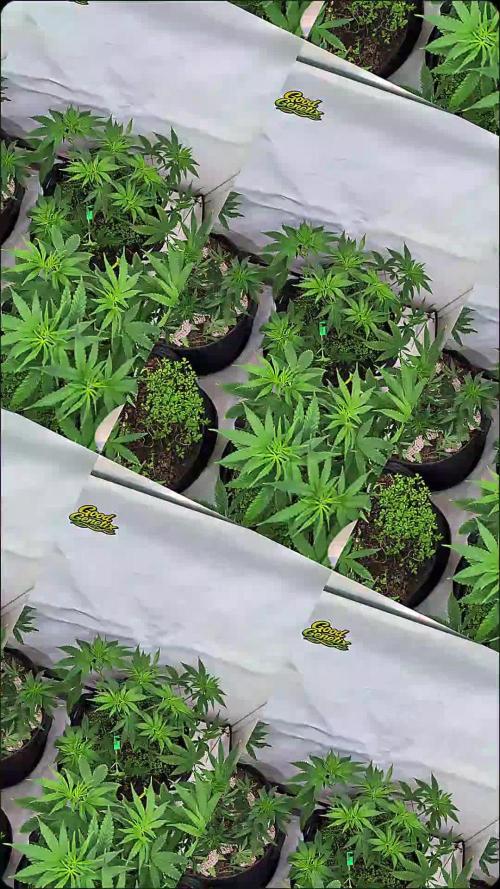 SuperBoofCherry #26 Crosses Good Genetix