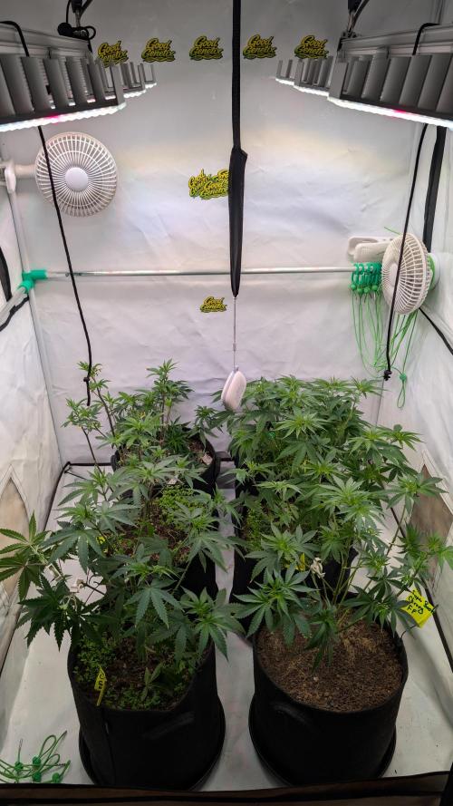 SuperBoofCherry #26 Crosses Good Genetix. Week 4