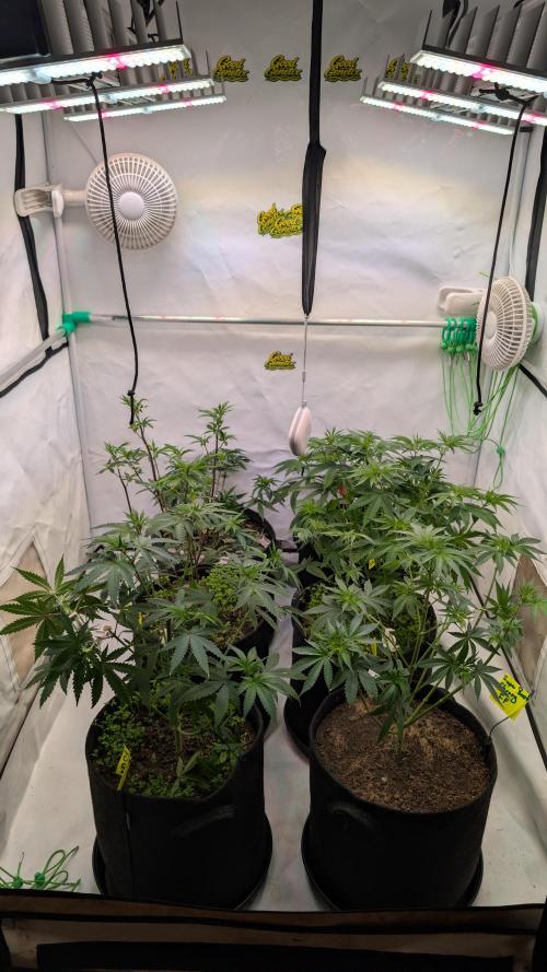 SuperBoofCherry #26 Crosses Good Genetix. Week 4