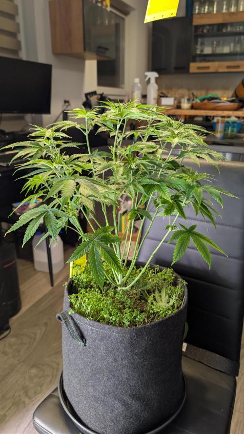 SuperBoofCherry #26 Crosses Good Genetix. Week 4