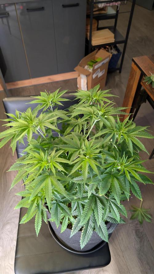 SuperBoofCherry #26 Crosses Good Genetix. Week 4