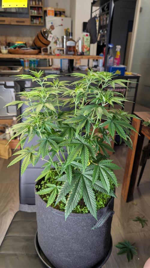 SuperBoofCherry #26 Crosses Good Genetix. Week 4