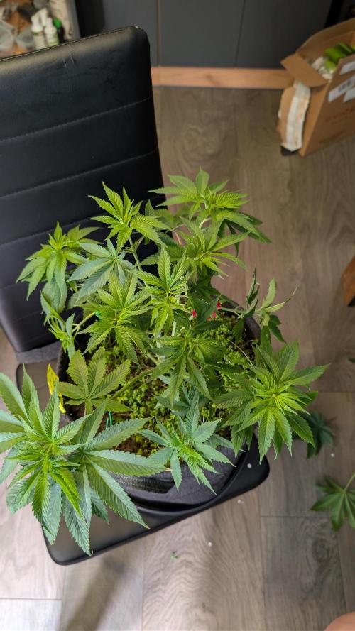 SuperBoofCherry #26 Crosses Good Genetix. Week 4