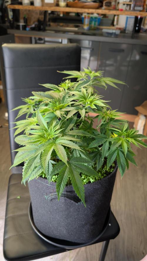 SuperBoofCherry #26 Crosses Good Genetix. Week 4