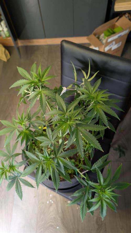 SuperBoofCherry #26 Crosses Good Genetix. Week 4