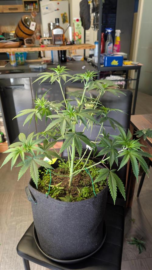SuperBoofCherry #26 Crosses Good Genetix. Week 4