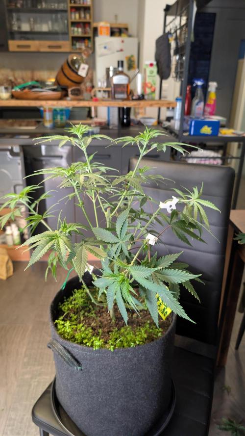 SuperBoofCherry #26 Crosses Good Genetix. Week 4