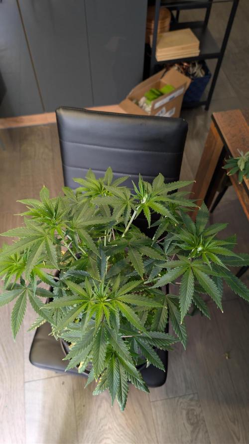 SuperBoofCherry #26 Crosses Good Genetix. Week 4