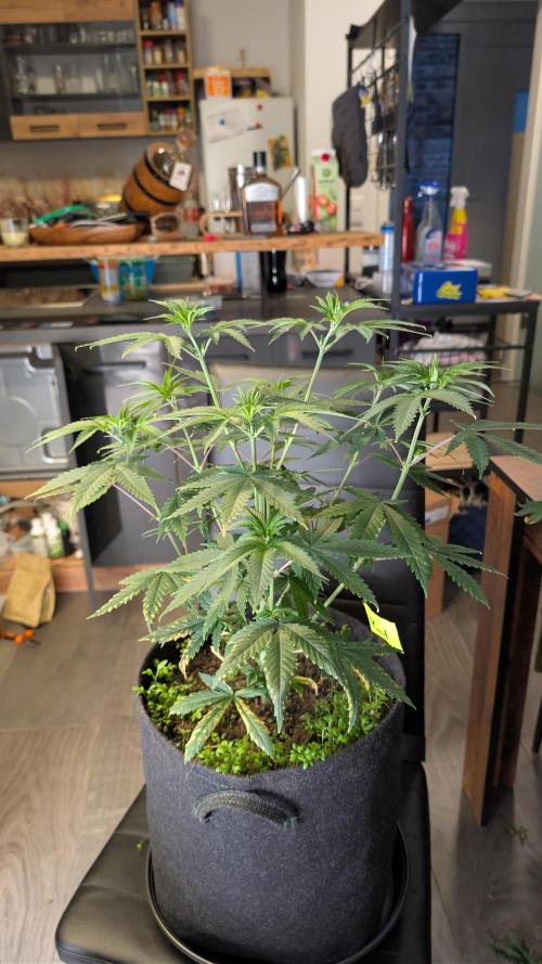 SuperBoofCherry #26 Crosses Good Genetix. Week 4