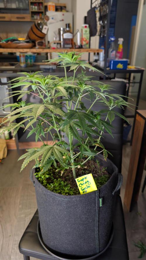 SuperBoofCherry #26 Crosses Good Genetix. Week 4