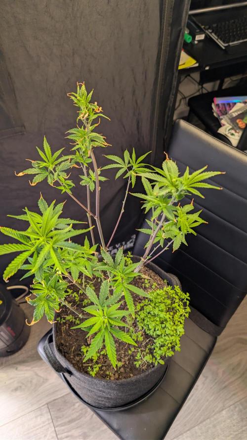 SuperBoofCherry #26 Crosses Good Genetix. Week 4