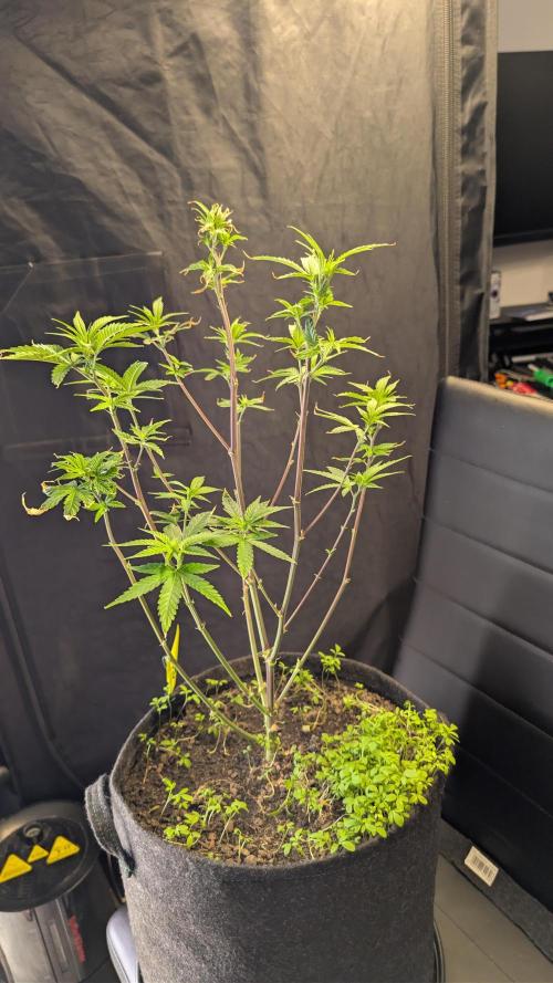 SuperBoofCherry #26 Crosses Good Genetix. Week 4
