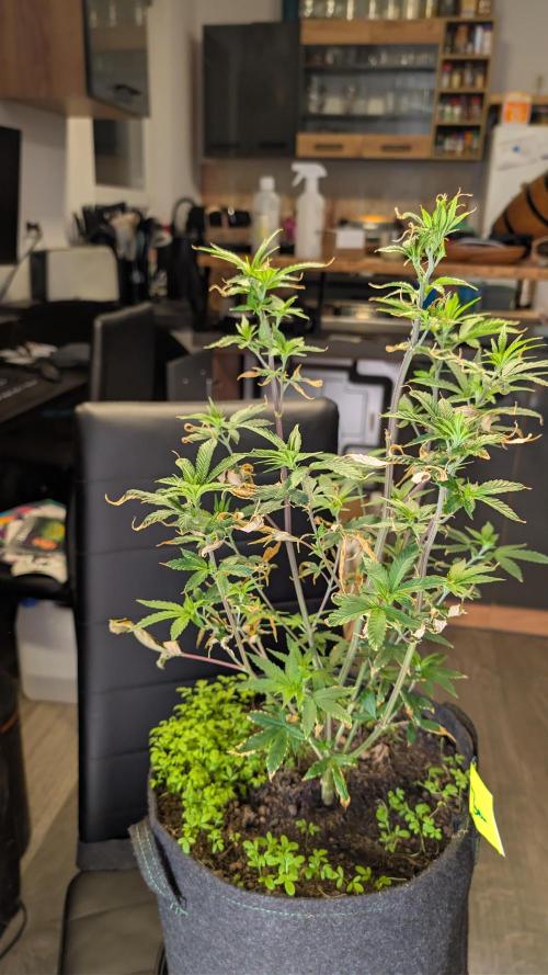 SuperBoofCherry #26 Crosses Good Genetix. Week 4