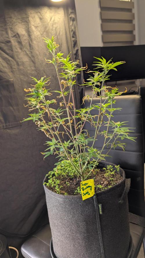 SuperBoofCherry #26 Crosses Good Genetix. Week 4