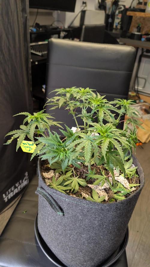 SuperBoofCherry #26 Crosses Good Genetix. Week 4