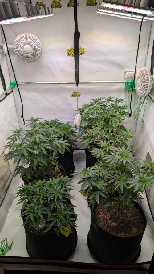 SuperBoofCherry #26 Crosses Good Genetix. Week 4