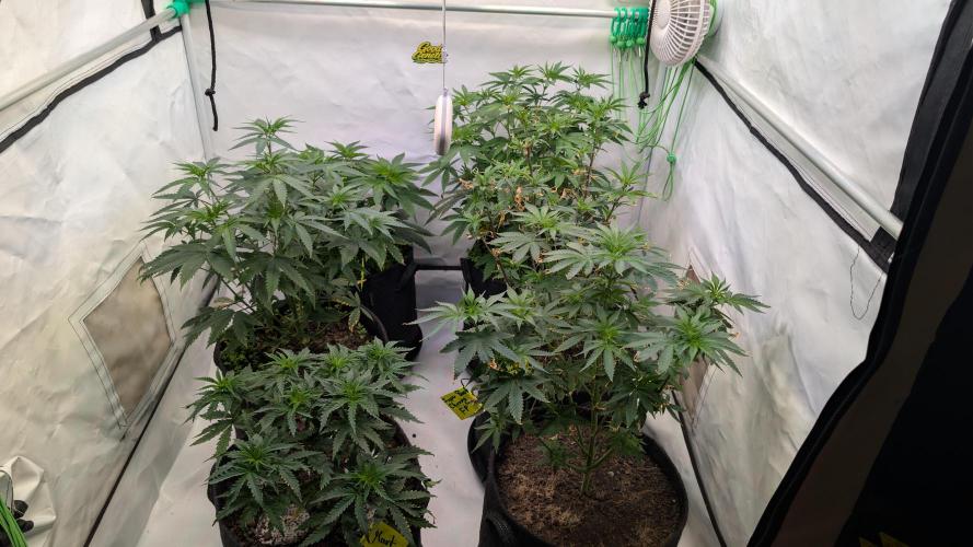 SuperBoofCherry #26 Crosses Good Genetix. Week 4