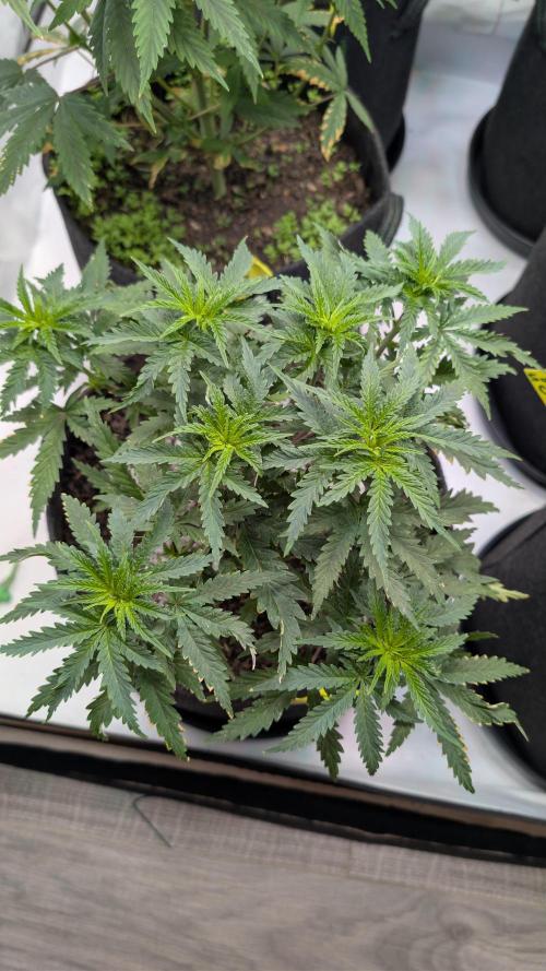 SuperBoofCherry #26 Crosses Good Genetix. Week 4